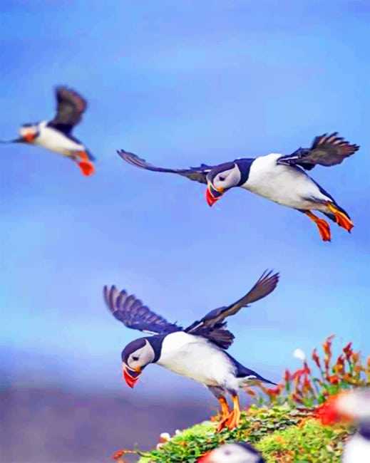 

Flying Puffins – Paint By Numbers - 40*50CM, 501 Original