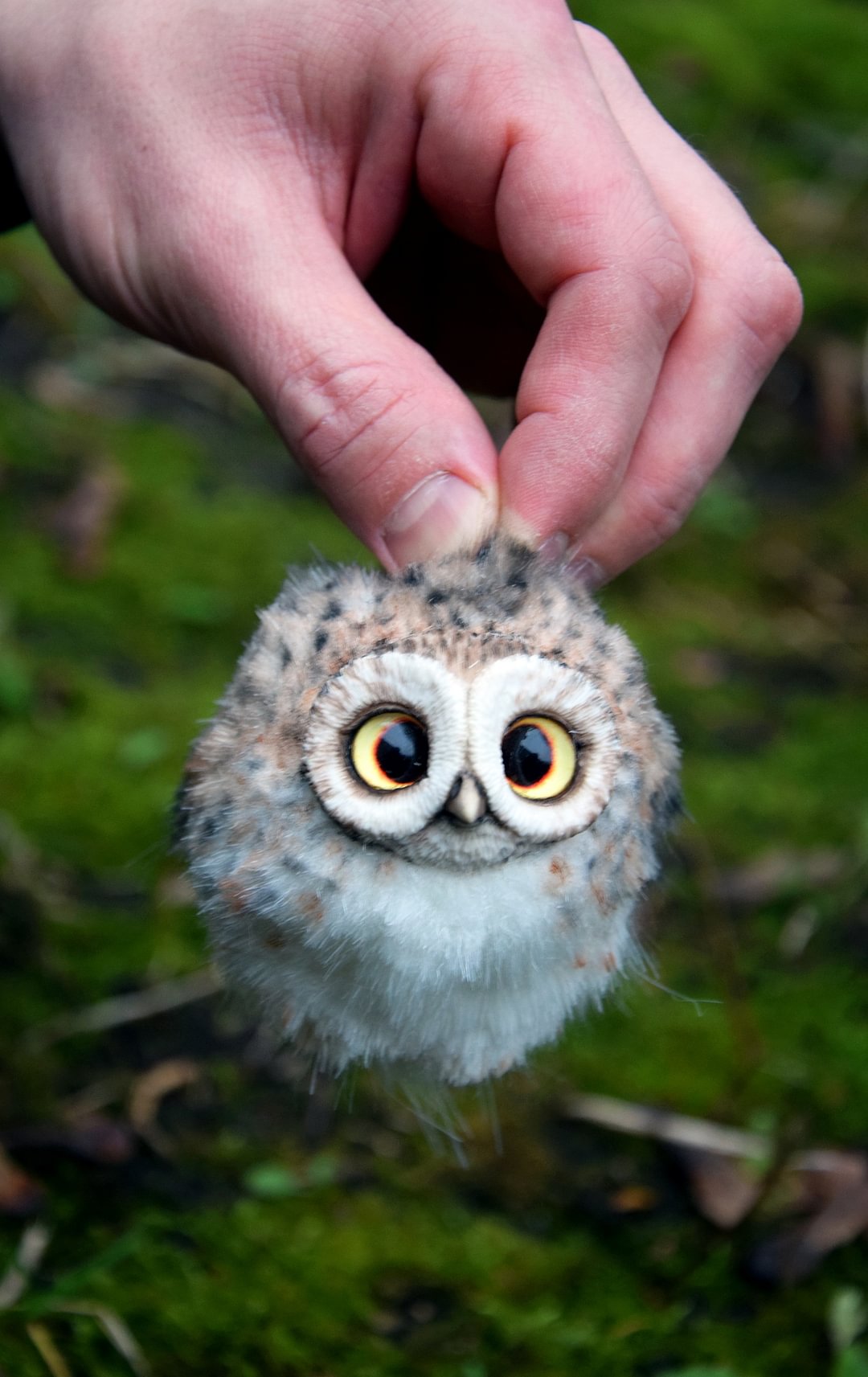 Owls