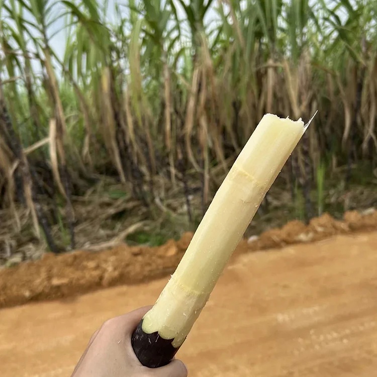 🌱 Grow Your Own Sugarcane – High Germination Seeds ✨ for Easy Home Gardens 🌿