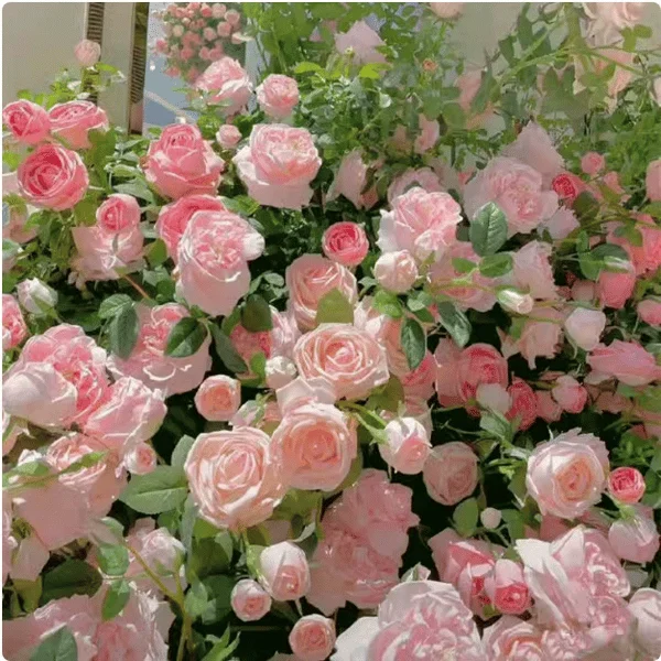 💐Last day clearance💐Heirloom Perennials Climbing Rose Seeds