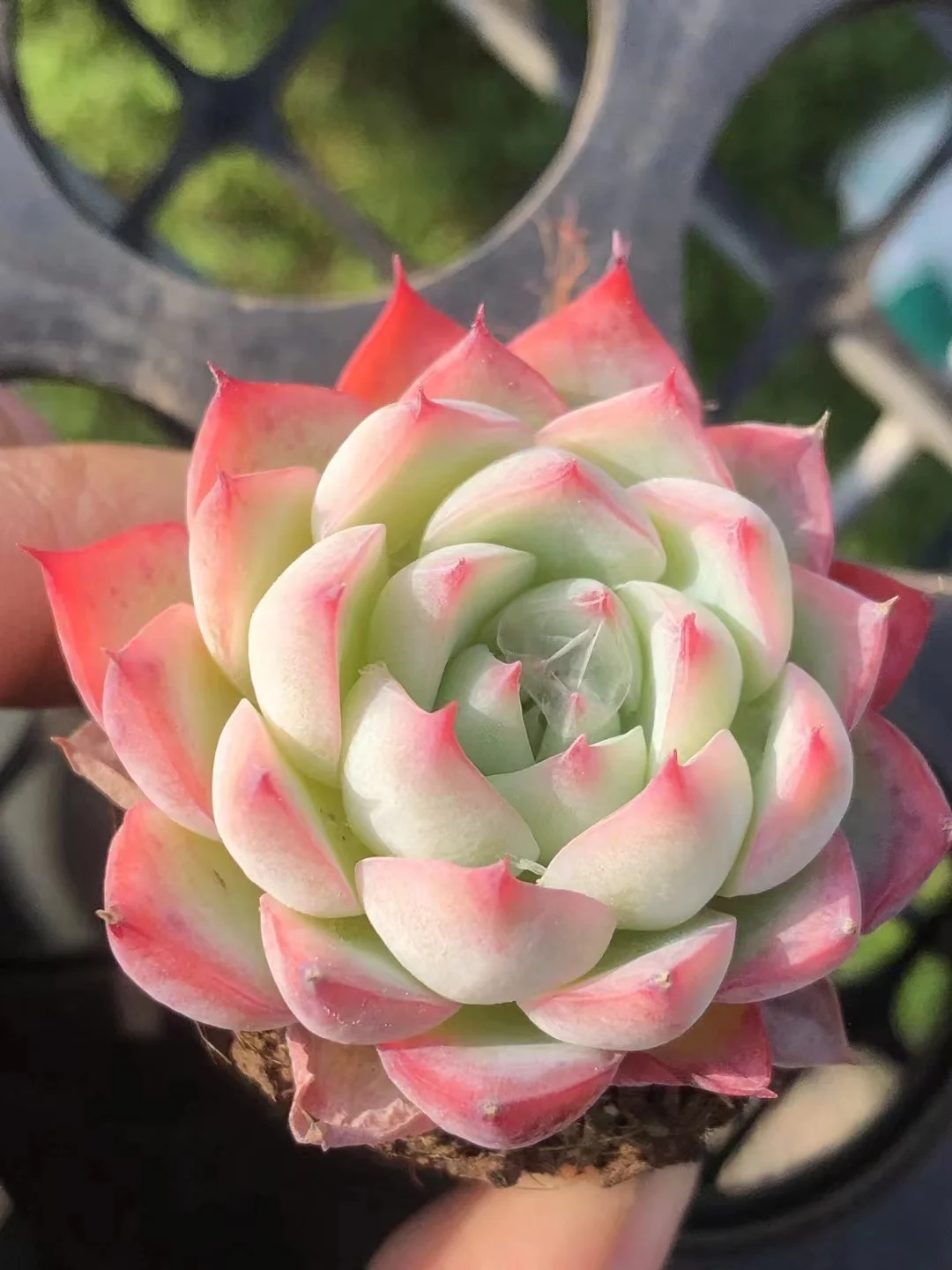 524. Echeveria  Pink crystal . single head 4-5cm /Echeveria/  Succulent plants / Garden landscape / Carefully select healthy plants