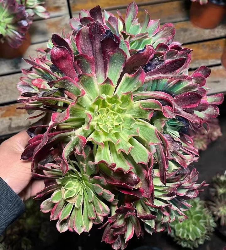 plant Aeonium Echeveria Haworthia  Caudex  Lithops Cactus  Agave 