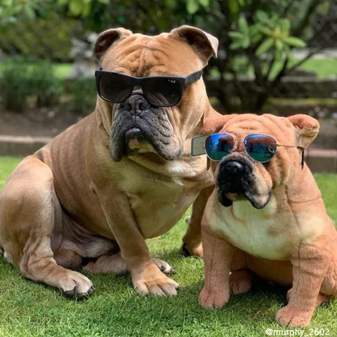 lookipet custom pet stuffed animals，pet stuffed replica