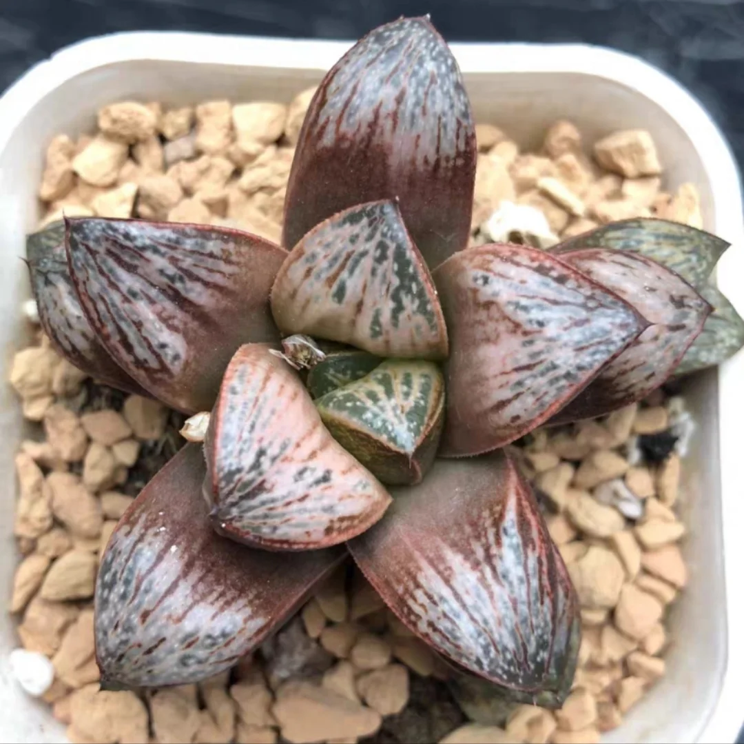 plant Aeonium Echeveria Haworthia  Caudex  Lithops Cactus  Agave 