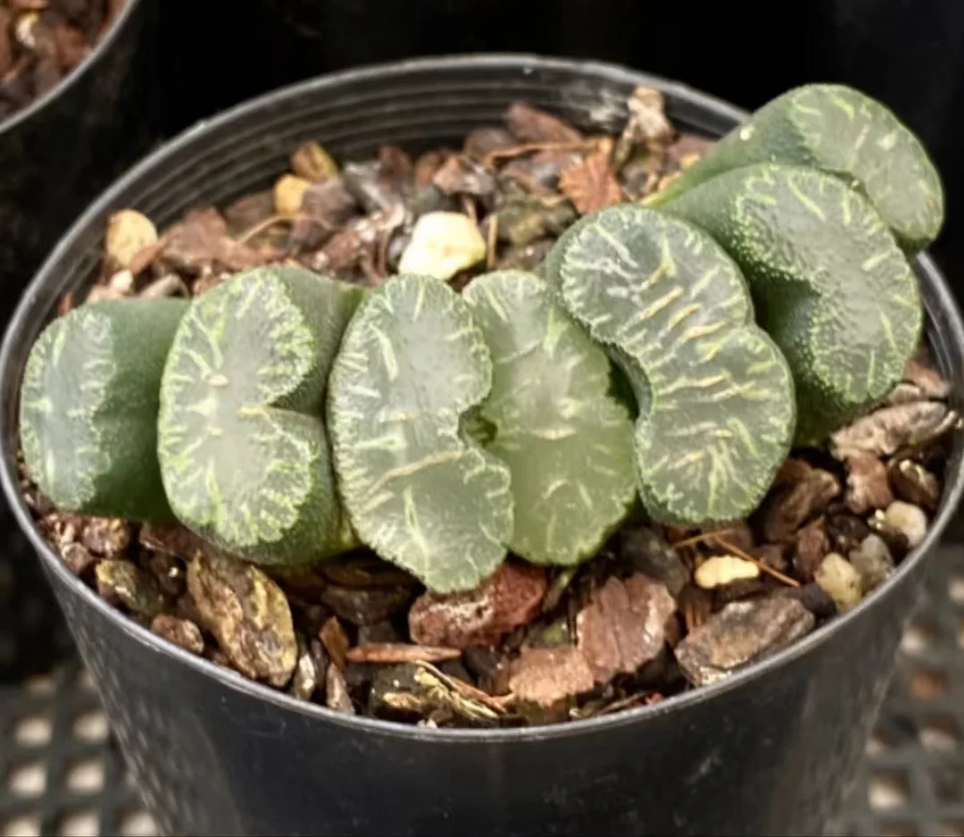 cy14.Haworthia Truncata Shishimai 6-8cm/ Haworthia/ Succulent plants / Garden landscape / Carefully select healthy plants