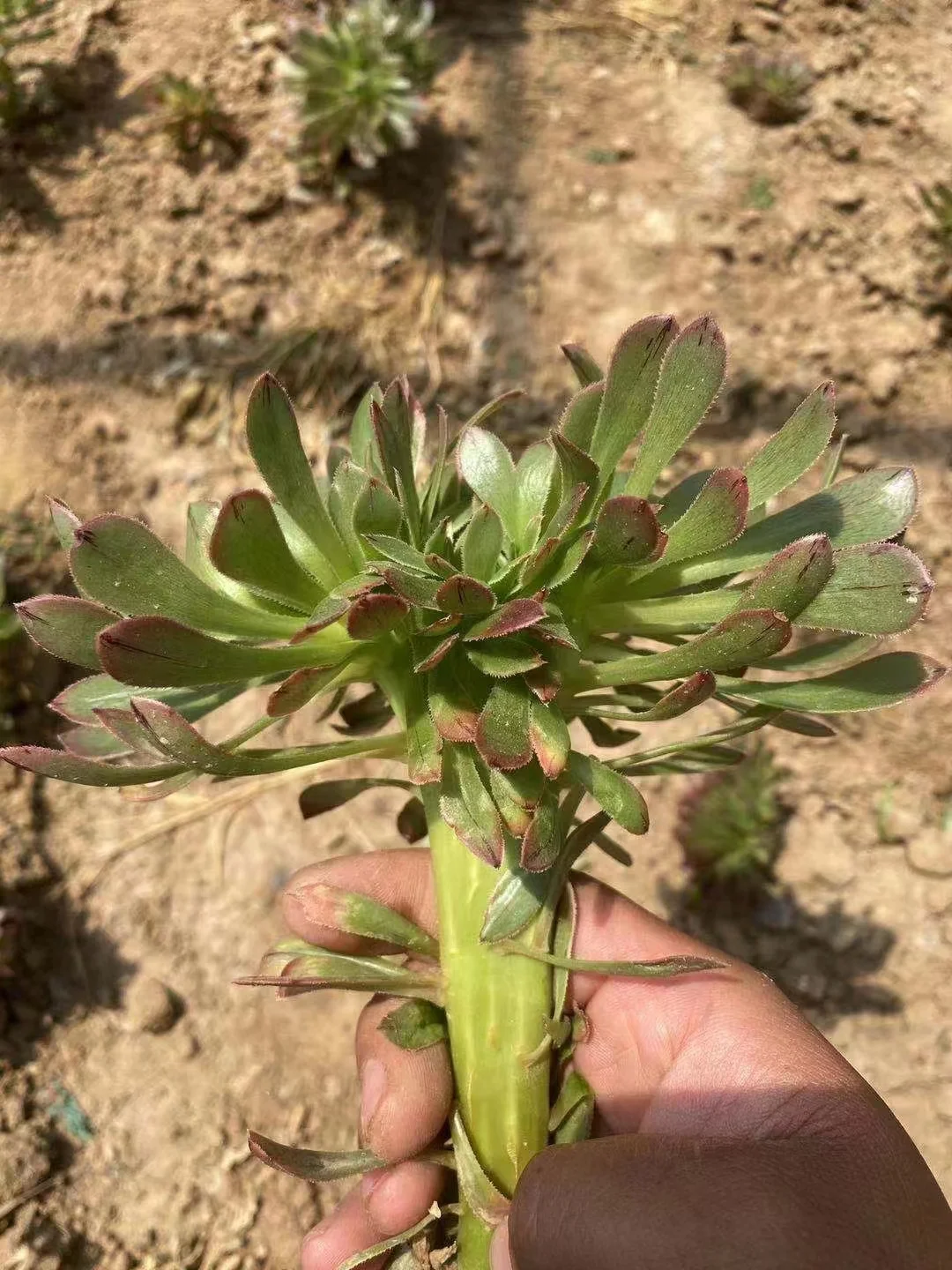 plant Aeonium Echeveria Haworthia  Caudex  Lithops Cactus  Agave 