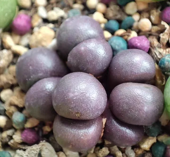 plant Aeonium Echeveria Haworthia  Caudex  Lithops Cactus  Agave 