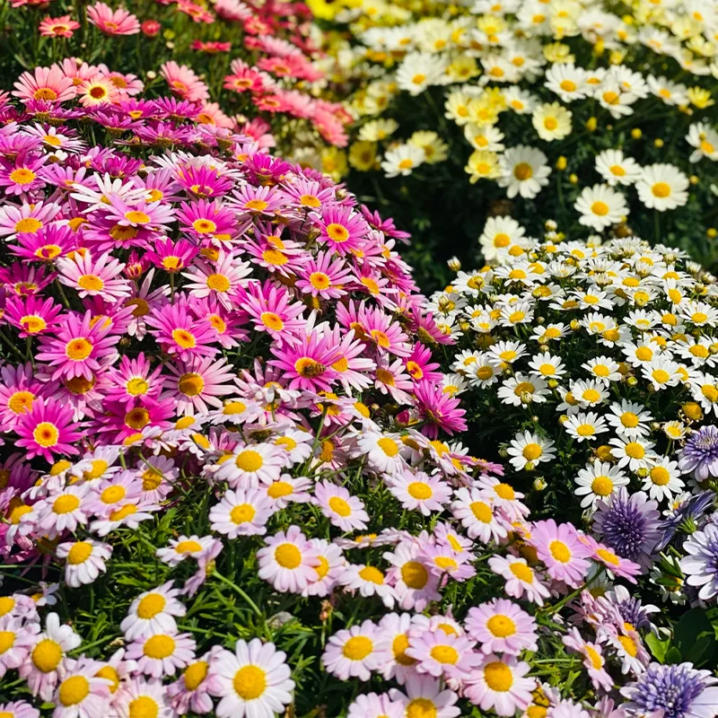 🌼Natural Mosquito Repellent - Pyrethrum seeds