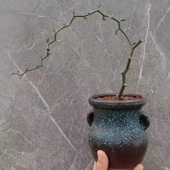 plant Aeonium Echeveria Haworthia  Caudex  Lithops Cactus  Agave 