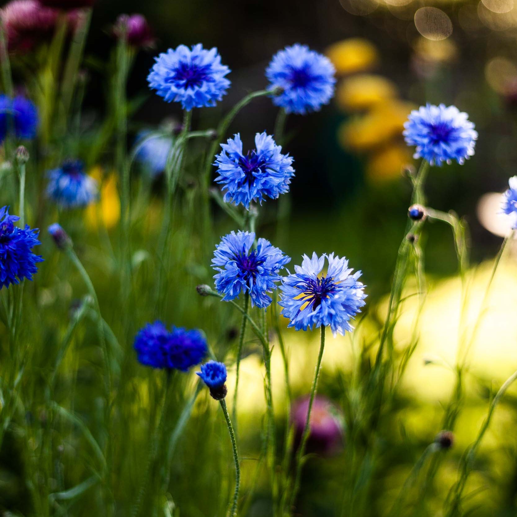 Cornflower Centaurea Blue Boy Flower | X 80 Seeds