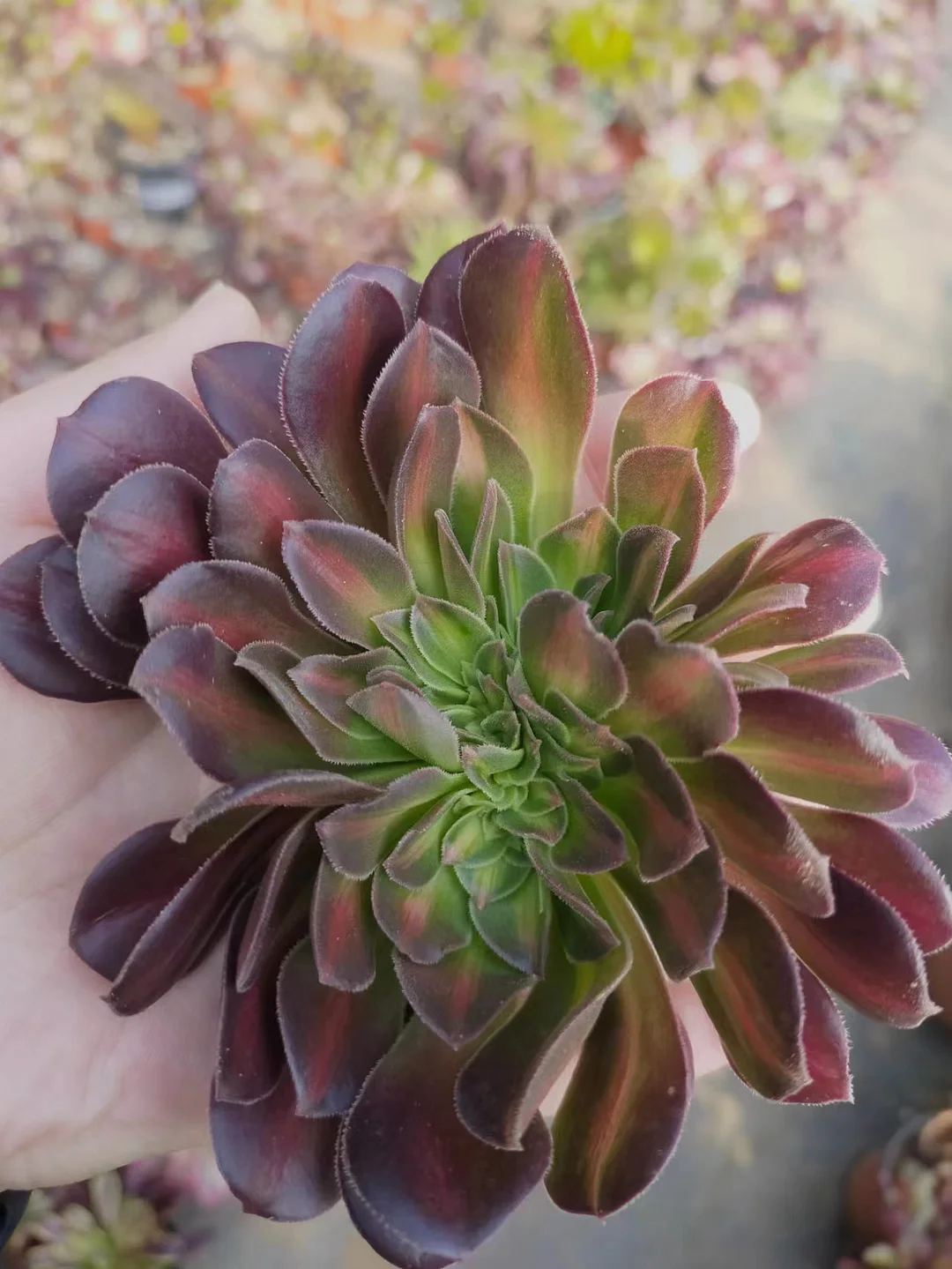 plant Aeonium Echeveria Haworthia  Caudex  Lithops Cactus  Agave 