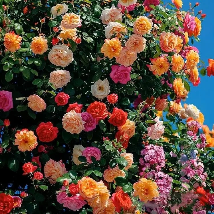 Climbing Vine Rose Flower Seeds