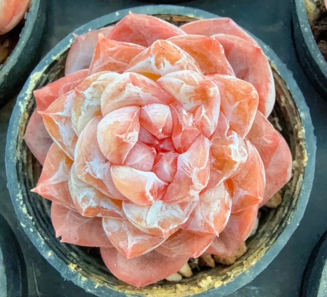 plant Aeonium Echeveria Haworthia  Caudex  Lithops Cactus  Agave 