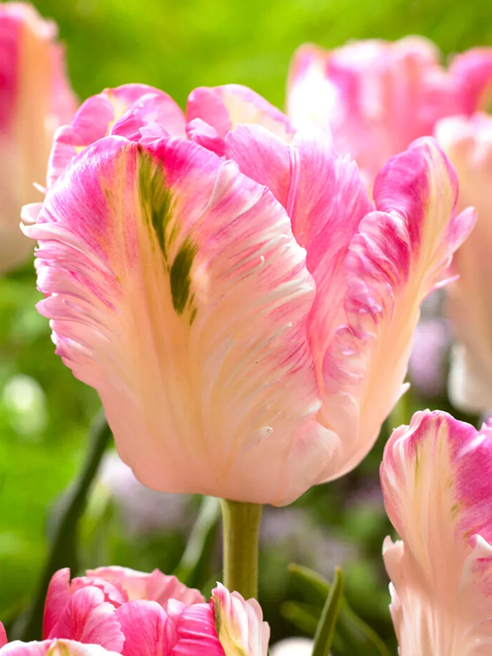 Cabanna Parrot Tulip Seeds