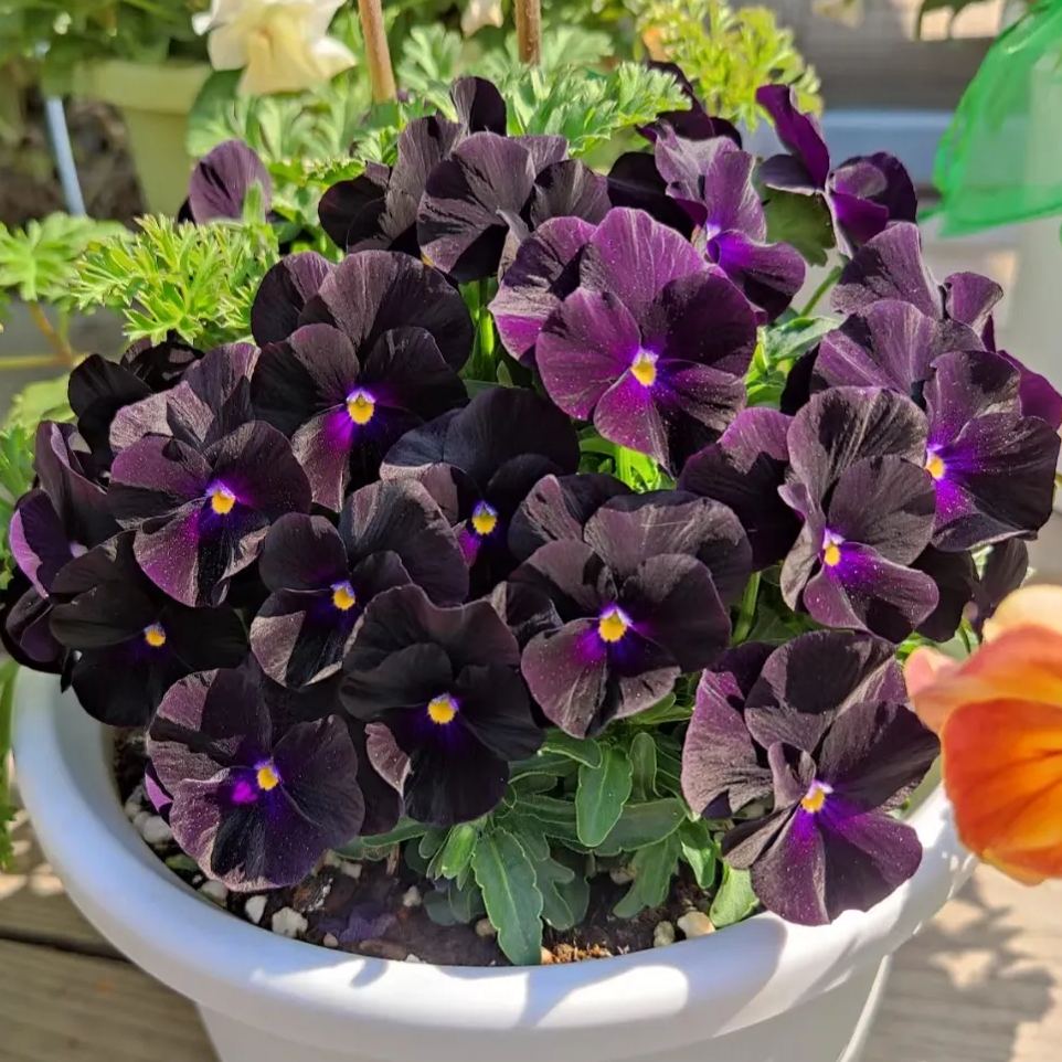 Black Pansy