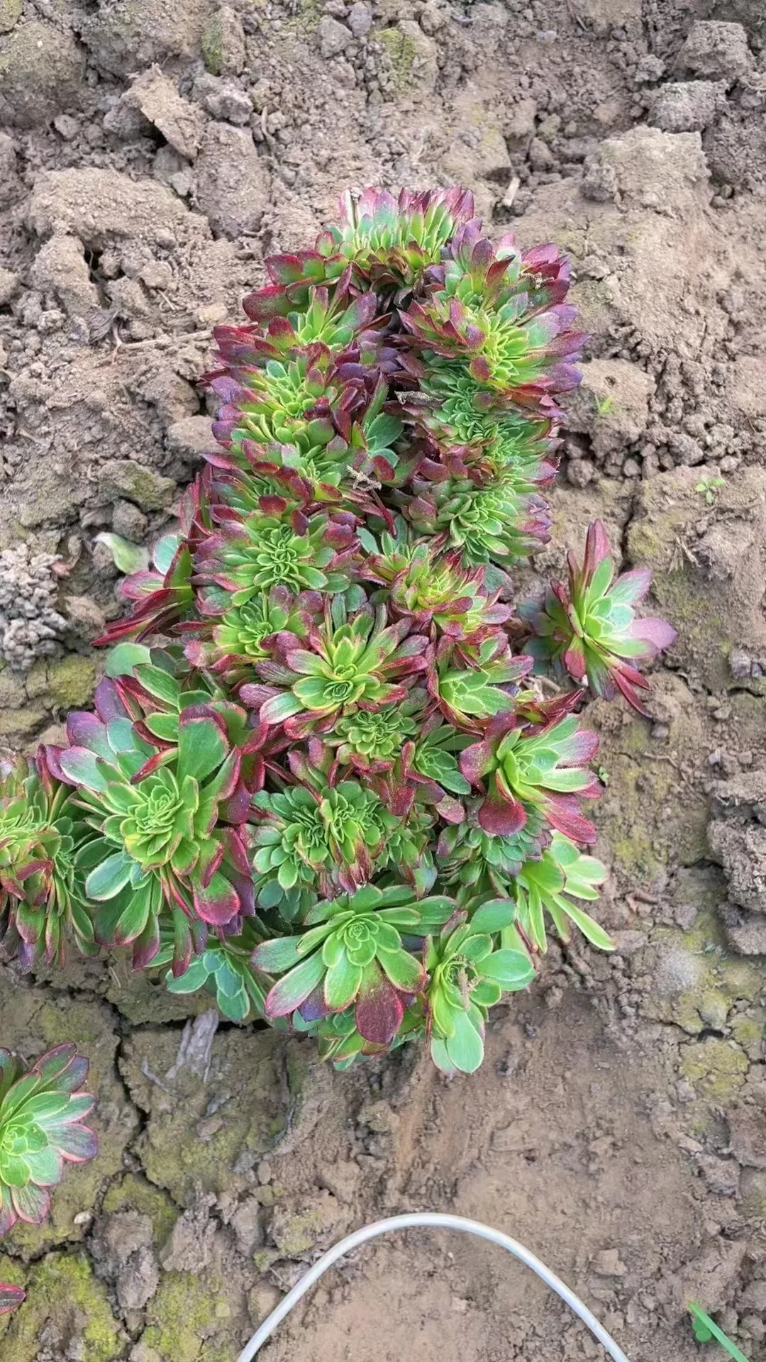 plant Aeonium Echeveria Haworthia  Caudex  Lithops Cactus  Agave 