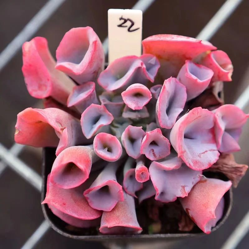 plant Aeonium Echeveria Haworthia  Caudex  Lithops Cactus  Agave 