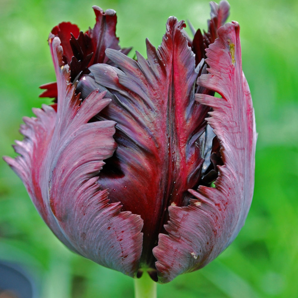 Black Parrot Tulip Seeds