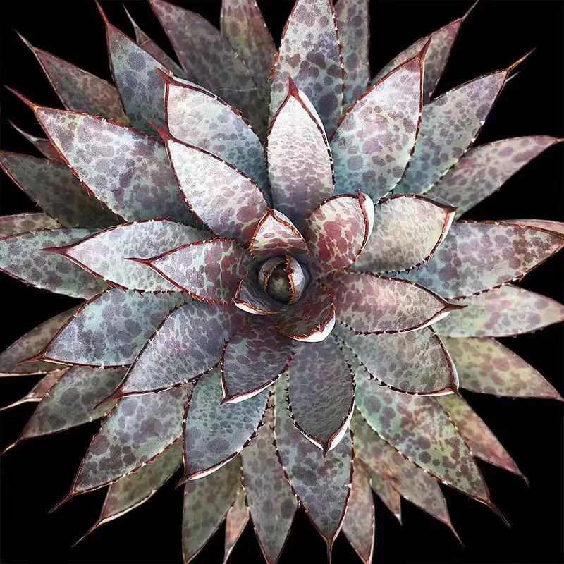 zwyw2.agave mangave bloodspot 10-12cm/Agave plants / Succulent plants / Garden landscape / Carefully select healthy plants