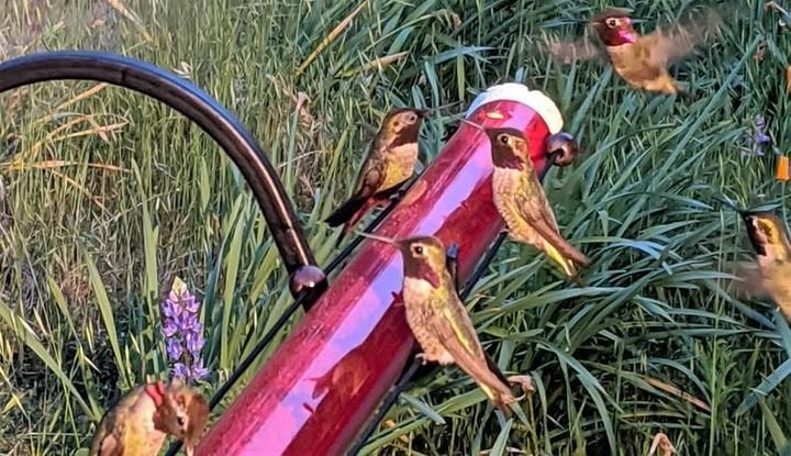 Bob's Best Hummingbird Feeder