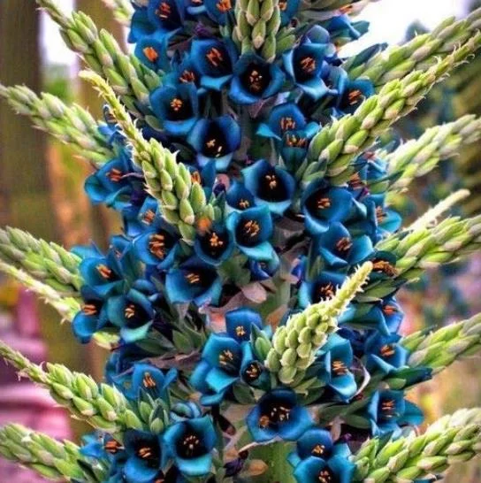 15 Bromeliad Alpestris Seeds