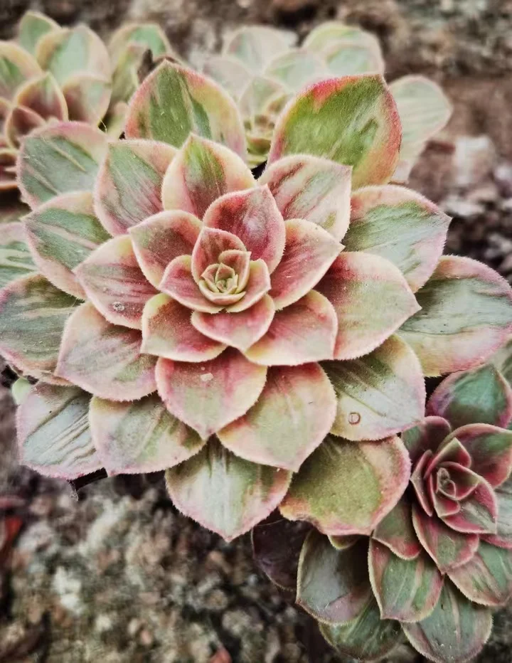 270.   Halloween yellow brocade variation single head and cutting /Aeonium plants / Garden landscape / Carefully select healthy plants