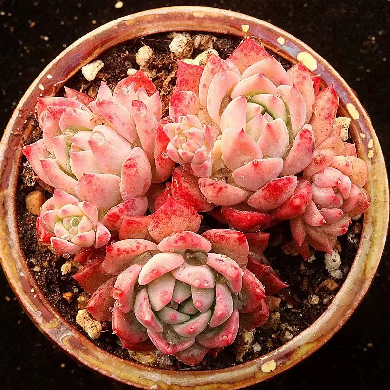 510.Echeveria Frost flower  cluster 6-7cm/Echeveria /  Succulent plants / Garden landscape / Carefully select healthy plants