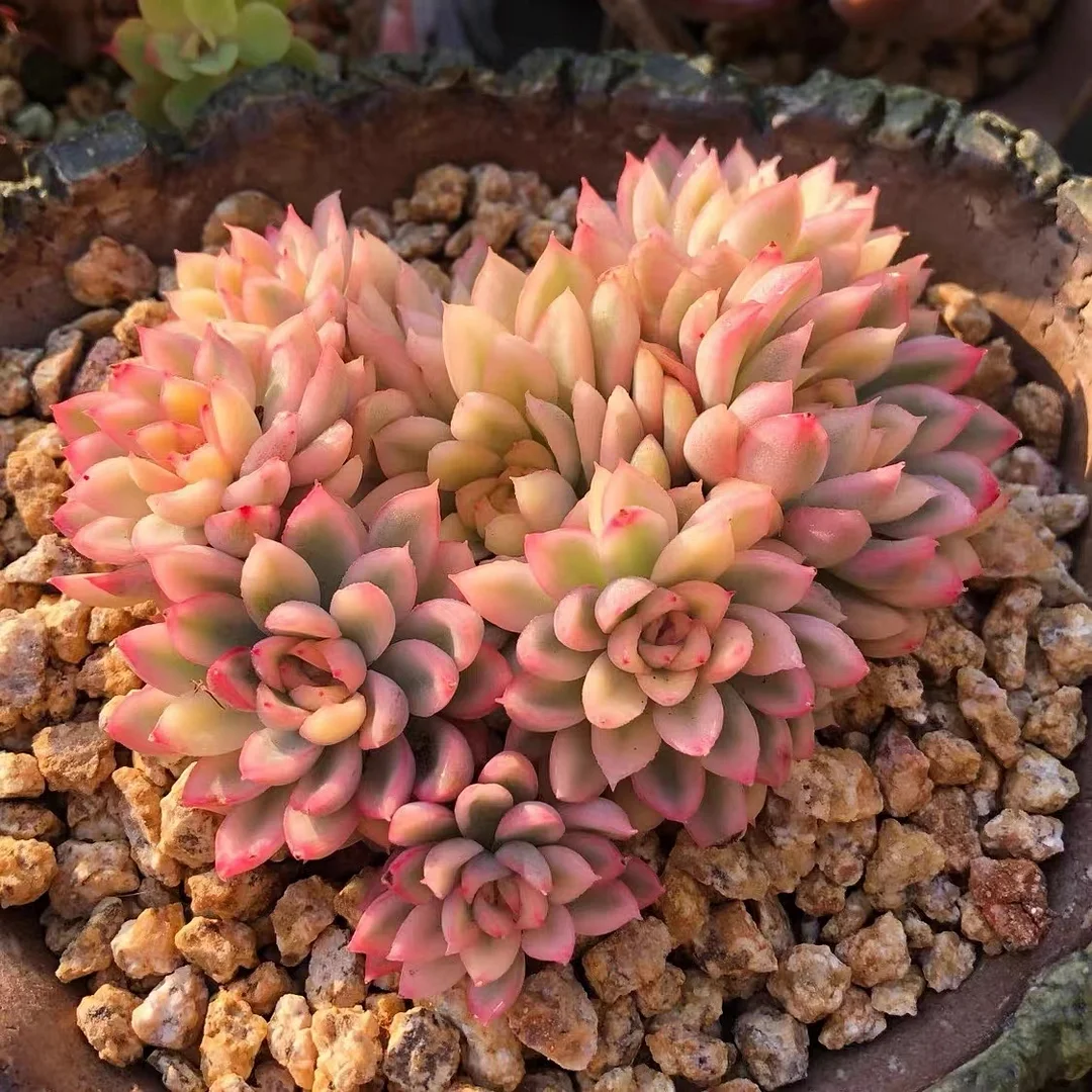  214.  Echeveria 'Mebina' brocade  6-8cm cluster / Echeveria / Succulent plants / Garden landscape / Carefully select healthy plants