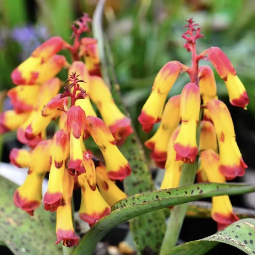 plant Aeonium Echeveria Haworthia  Caudex  Lithops Cactus  Agave 