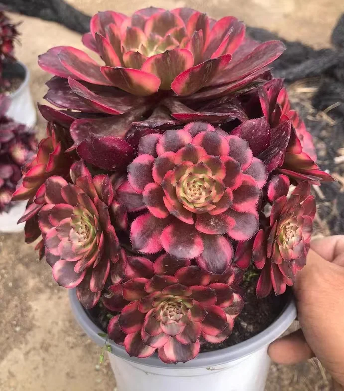 269.1.  Fireworks  cluster 12-15cm 8 heads /Aeonium plants/ Succulent plants / Garden landscape / Carefully select healthy plants