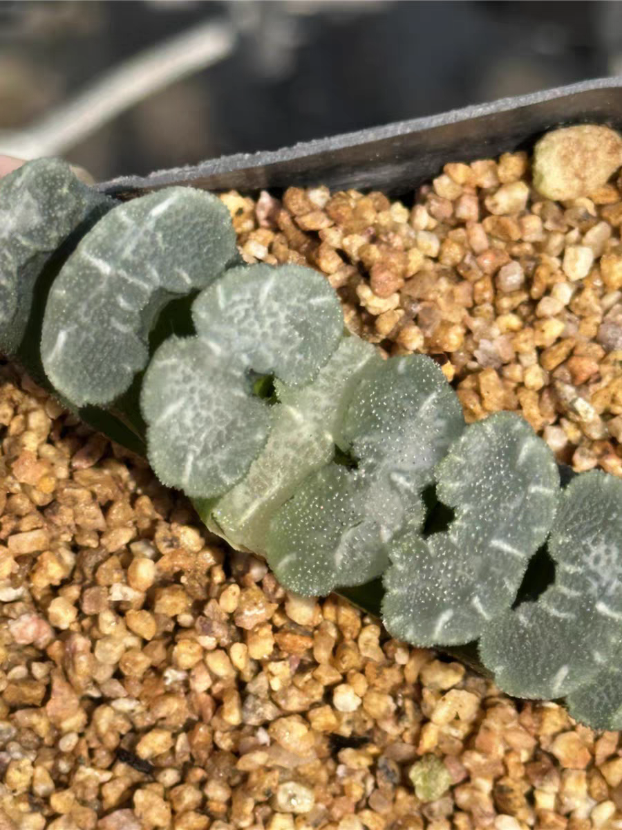 bjbm22Haworthia truncata .Midare Gami 4-5cm/ Haworthia/ Succulent plants / Garden landscape / Carefully select healthy plants