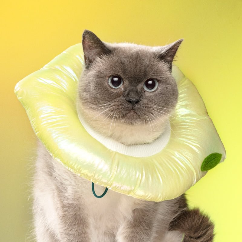 Adjustable Laser Fabric Cat Recovery Collar | Sour Lemon