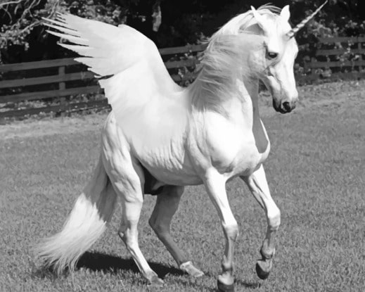 

White Horse With Wings – Paint By Numbers - 40*50CM, 501 Original