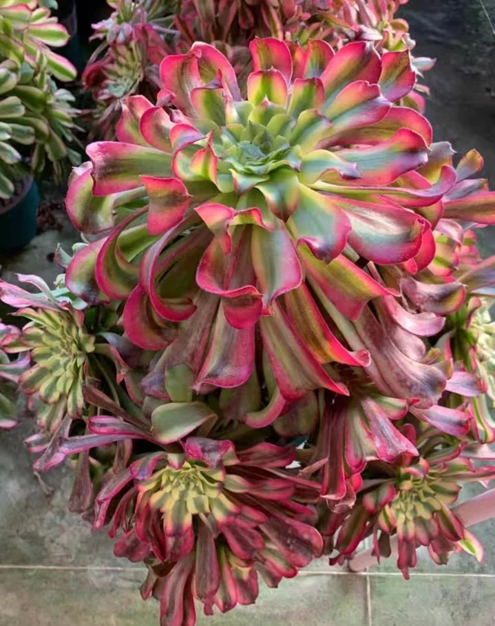 319.  wu tian ji cluster   / Aeonium cluster/Succulent plants / Garden landscape / Carefully select healthy plants