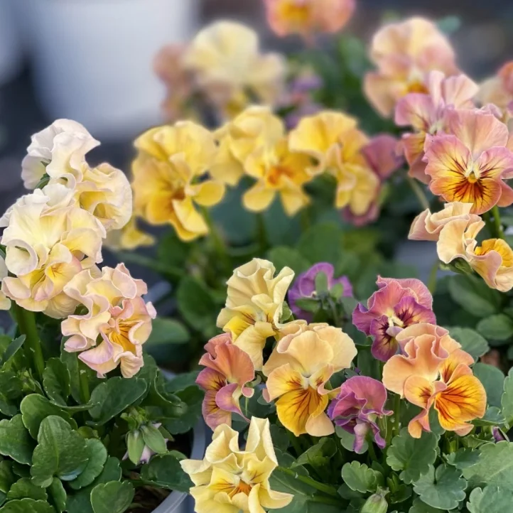 Lively Seed Pansy - Thumbnail 2