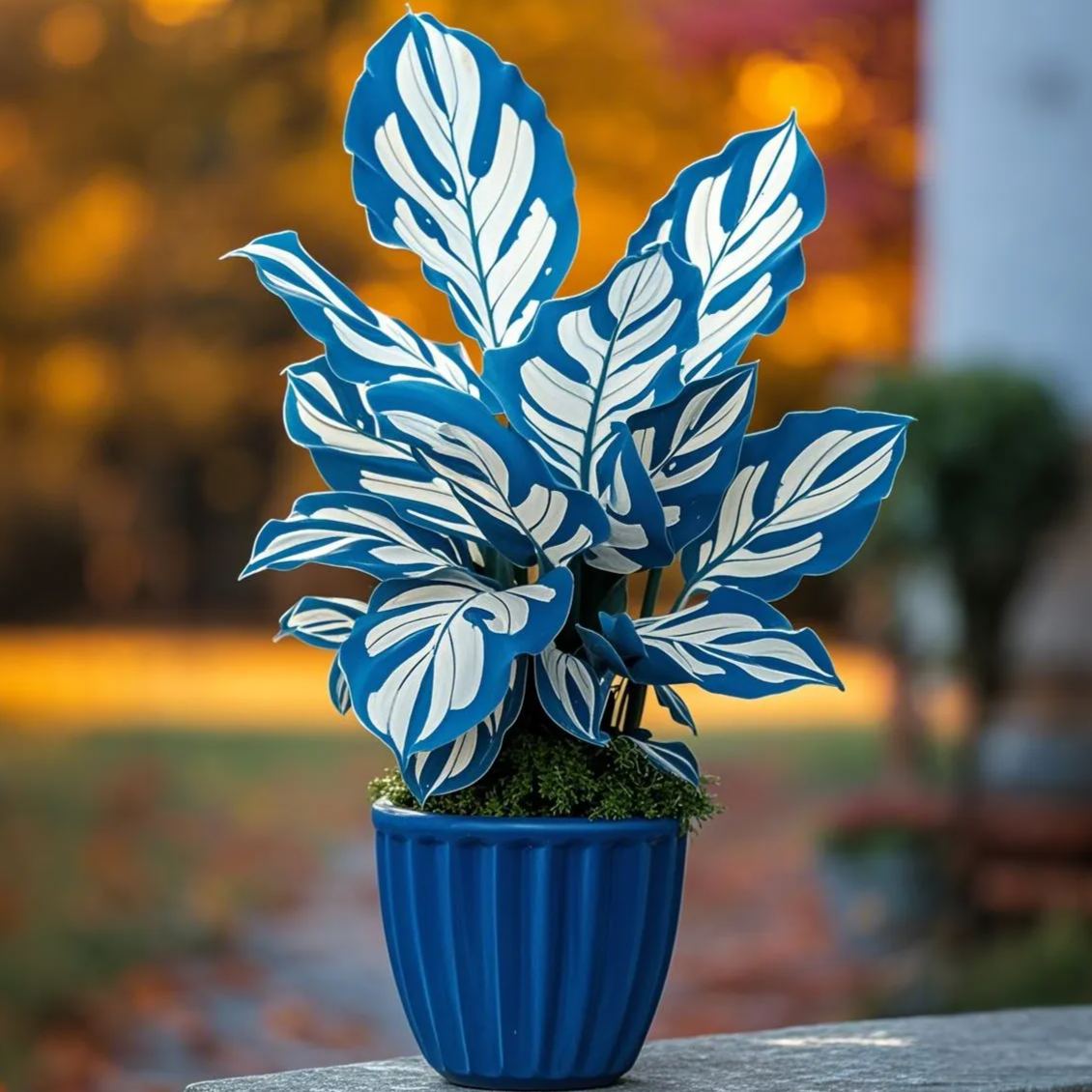 Frosted Sapphire-Potted Alocasia Bulbs 🍃