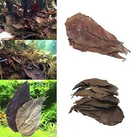 10pcs Indian Almond Leaves for Betta Fish Aquarium
