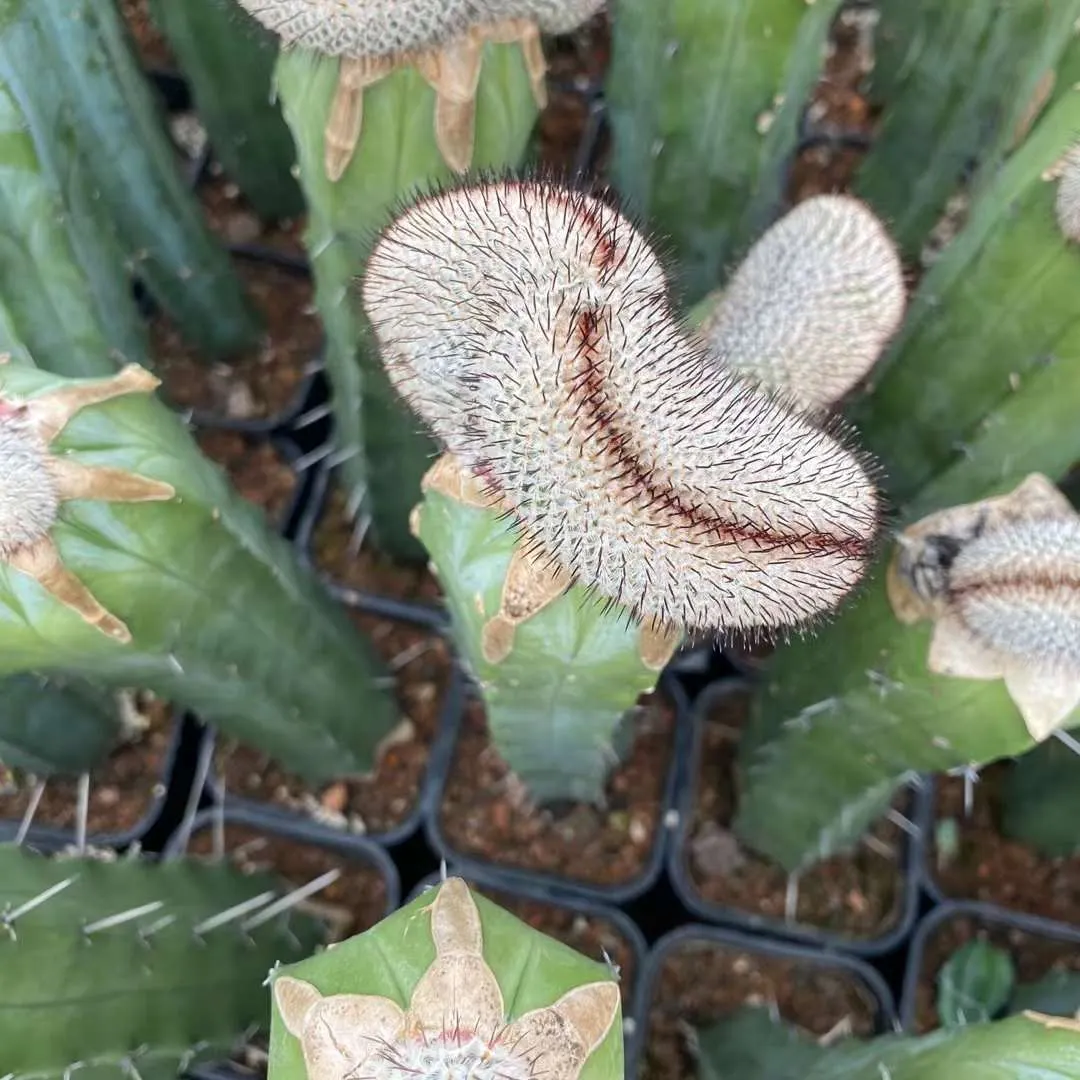 plant Aeonium Echeveria Haworthia  Caudex  Lithops Cactus  Agave 