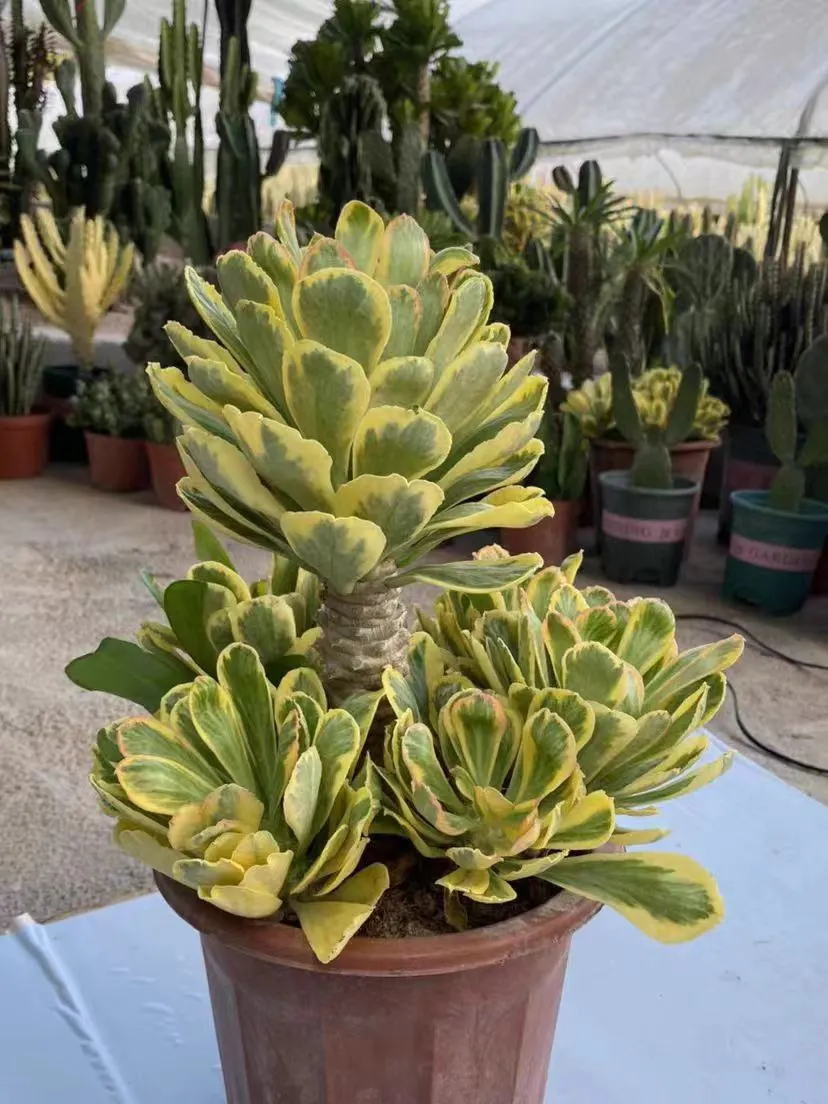 plant Aeonium Echeveria Haworthia  Caudex  Lithops Cactus  Agave 