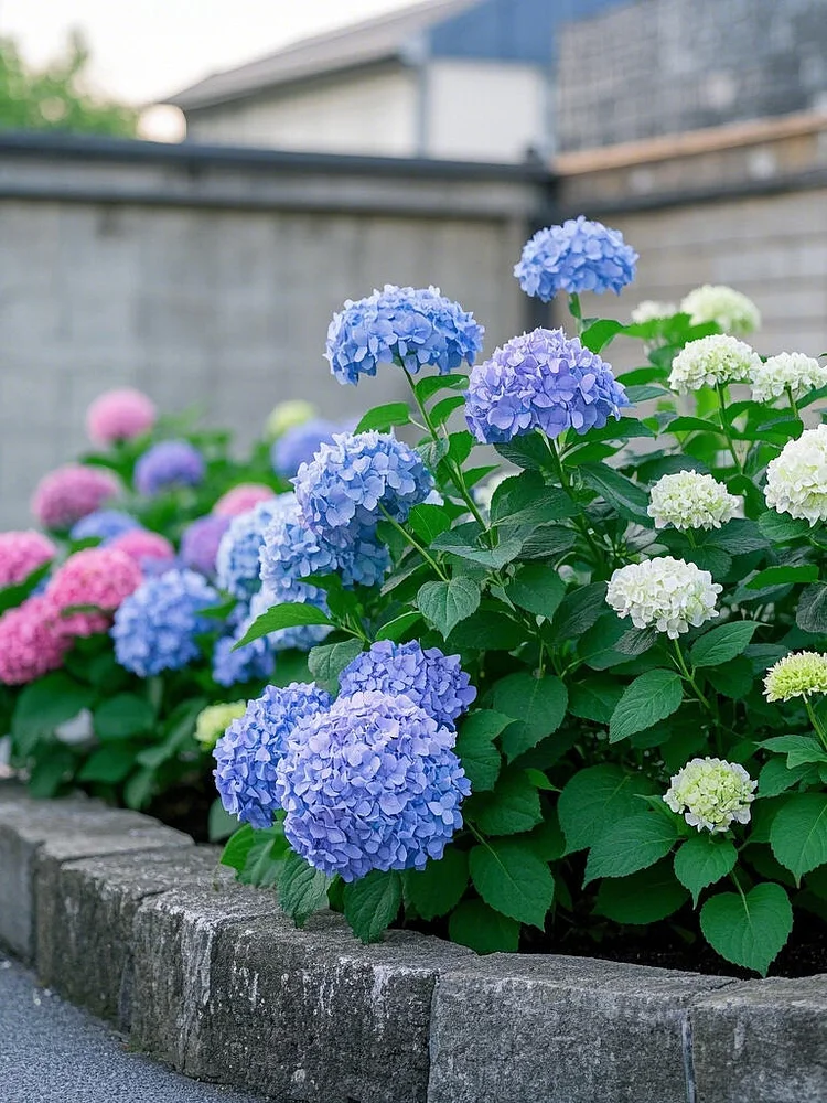 plastic pots for planting Square Plastic Pots - Clear