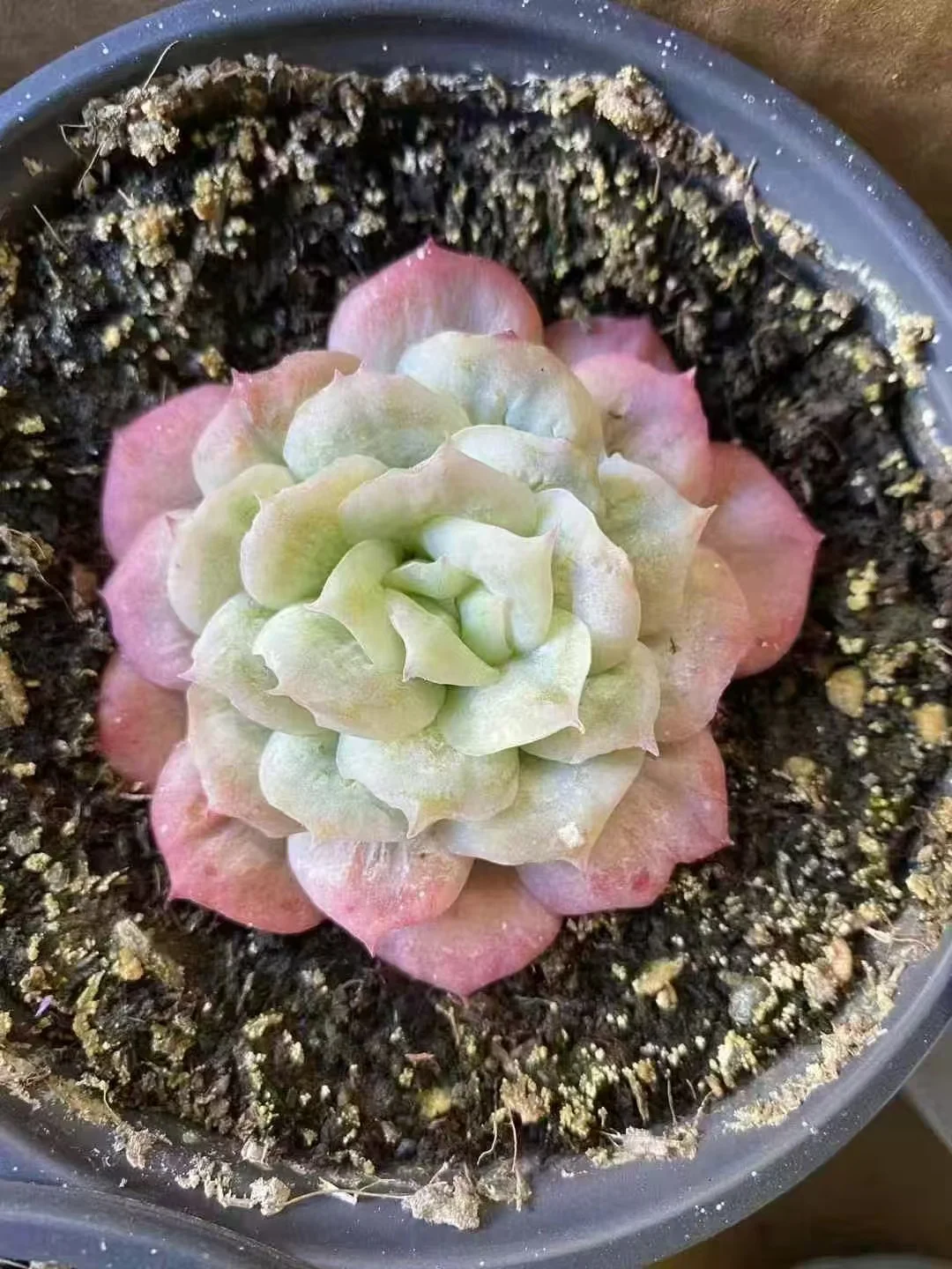 plant Aeonium Echeveria Haworthia  Caudex  Lithops Cactus  Agave 