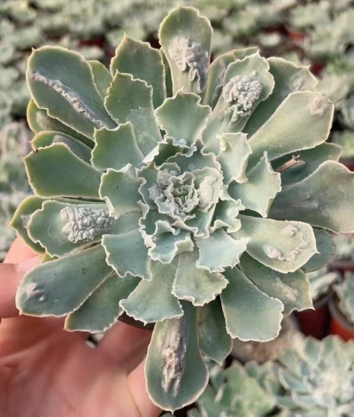 537. Shaviana pink frills var. single head 6-8cm  / Echeveria /Succulent plants / Garden landscape / Carefully select healthy plants