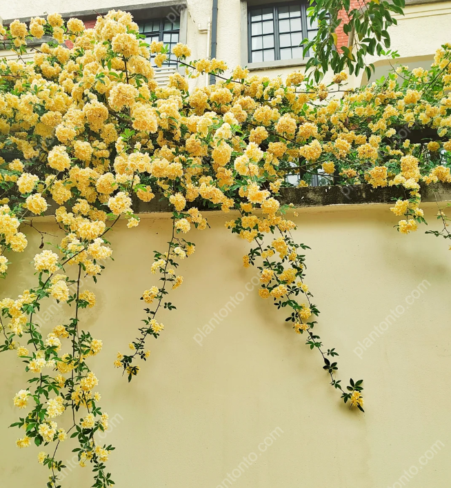 Rosa Banksiae Flower Seeds
