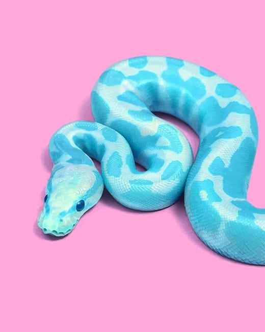 

Blue Snake – Paint By Numbers - 40*50CM, 501 Original