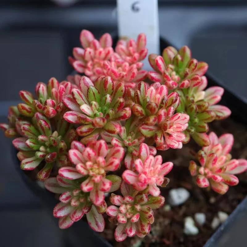 plant Aeonium Echeveria Haworthia  Caudex  Lithops Cactus  Agave 