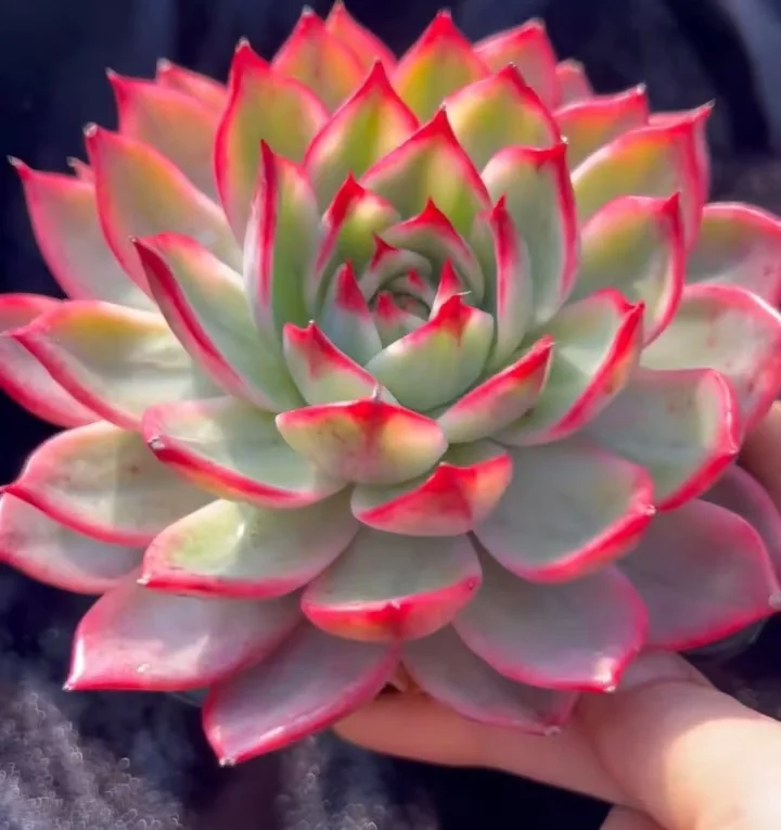 plant Aeonium Echeveria Haworthia  Caudex  Lithops Cactus  Agave 