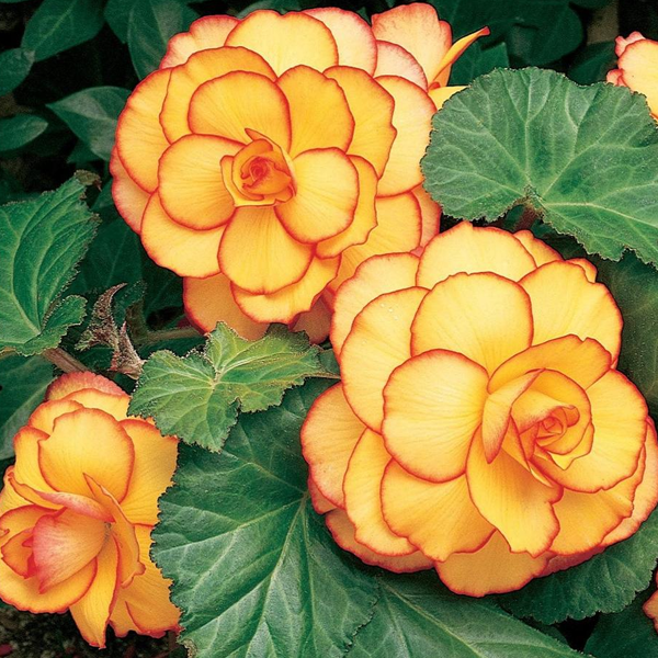 Yellow-Red Begonia Flower Seeds