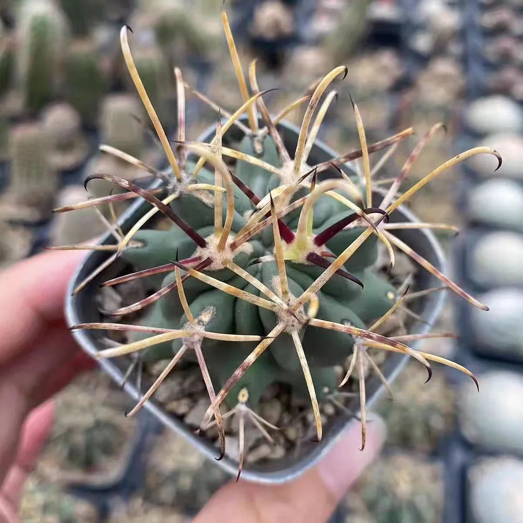 plant Aeonium Echeveria Haworthia  Caudex  Lithops Cactus  Agave 