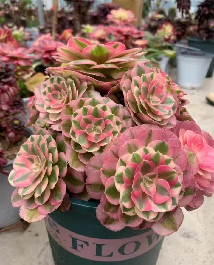 plant Aeonium Echeveria Haworthia  Caudex  Lithops Cactus  Agave 