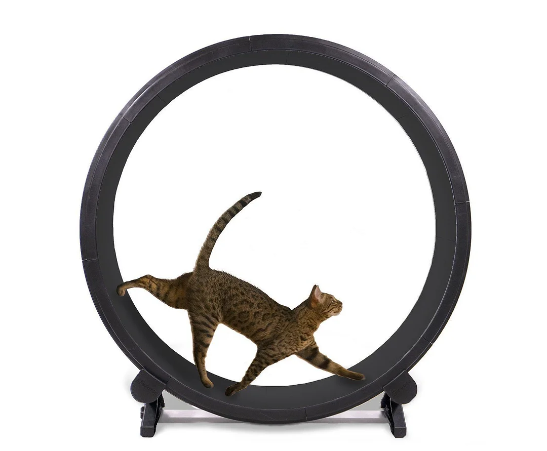 Cat Exercise Wheel